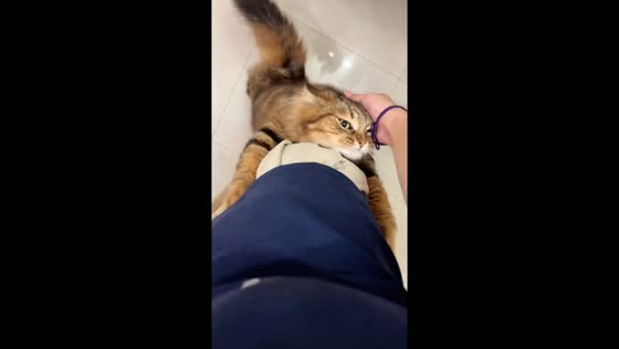 Siberian cat lovingly clings to owner’s legs in Guangdong, China
