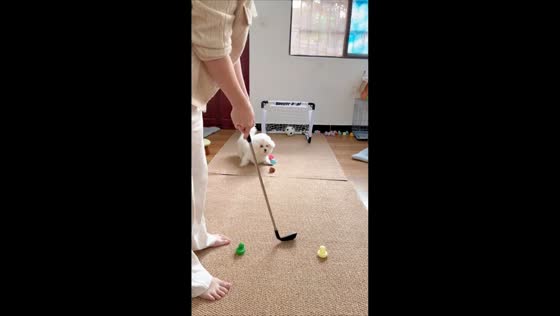 Bichon Frise catches golf balls during indoor game in Guangdong, China
