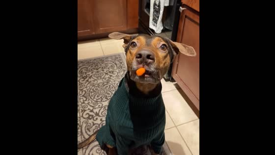 Dog hilariously sucks in carrot treat after commands