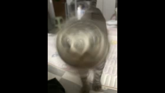 Cat rapidly shakes head before walking away in Guangdong, China