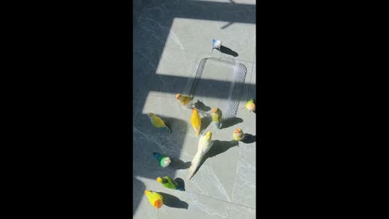Parakeets play and bathe in water tray indoors in Guangdong, China