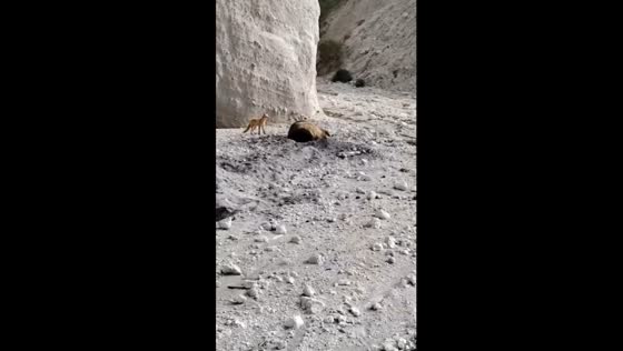 Unusual Coastal encounter: fox playfully teases bear in Kuril Islands stash-digging adventure