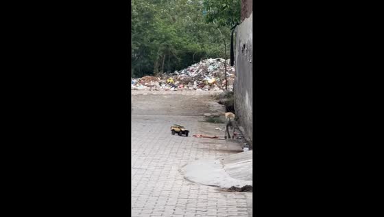 Dogs react to radio-controlled (RC) scale crawler on street in Gurgaon, Haryana, India