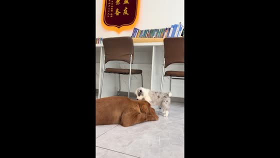Playful dog gets startled by curious puppy in Jilin, China
