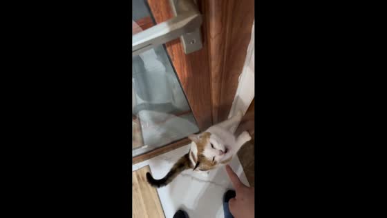 Cat with deep meow charms owner in Hubei, China
