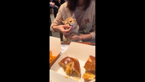 Cat refuses food before finally taking a bite in Shanghai, China