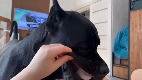 Dog stubbornly keeps cloth inside its mouth in Dzerzhinsk, Russia.