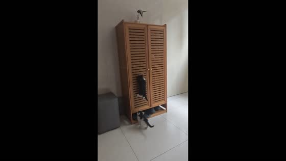 Kittens successfully climb cabinet after multiple attempts in Shandong, China