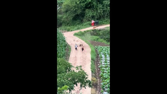 Geese chase two children in Sichuan, China
