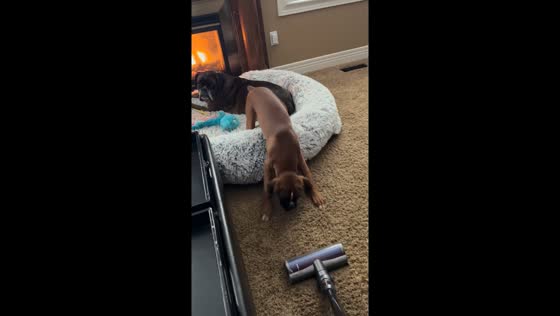 Boxer dogs react to vacuum in Dorchester, Ontario, Canada