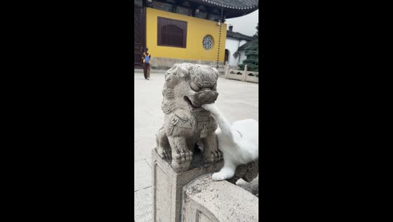 Cat playfully wrestles with Fu dog statue in Jiangsu, China