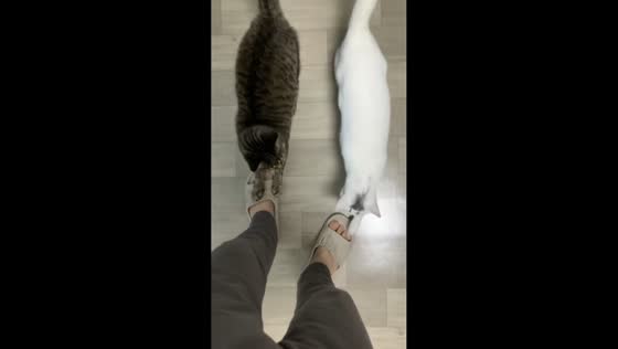 Two cats rush to owner’s feet at doorway in Zhejiang, China
