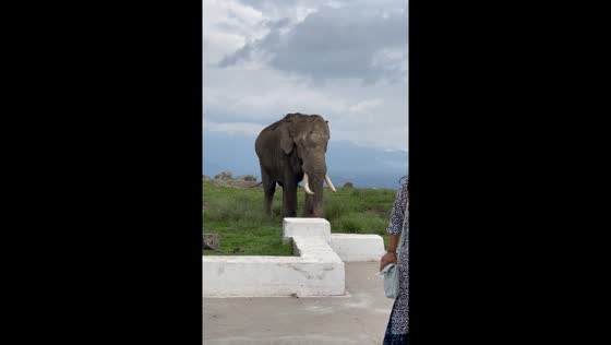 Elephant causes panic at Gundlupete temple, Karnataka