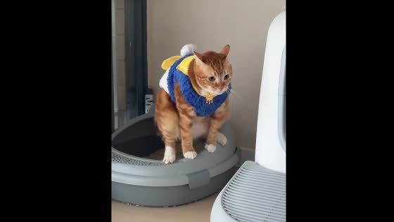 Cat howls while using the toilet in Guangdong, China