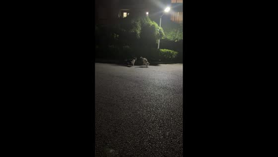 Cat startled by friend’s sneak attack in Liaoning, China