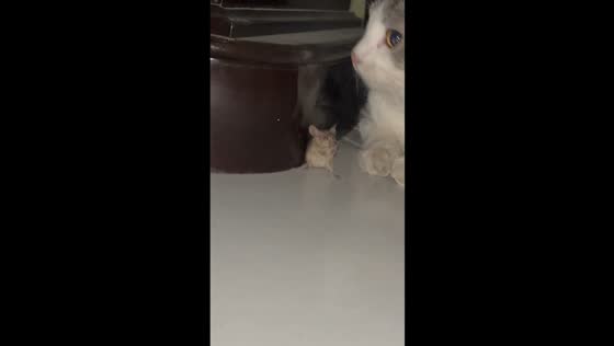 Stealthy mouse outwits pursuing cat: the great escape of Figaro's prey