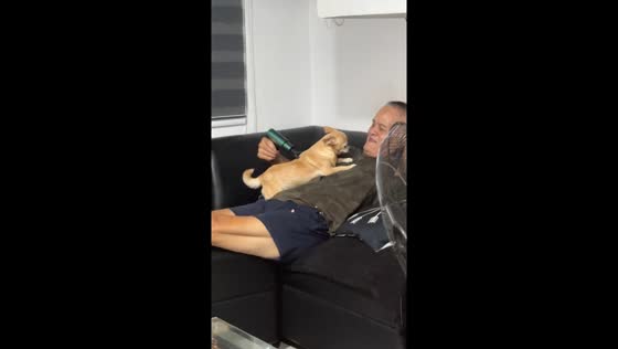 Grandpa's tender touch: dog's blissful massage session