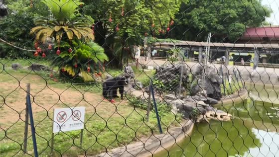 Monkey playfully throws flower to visitors in Guangxi, China