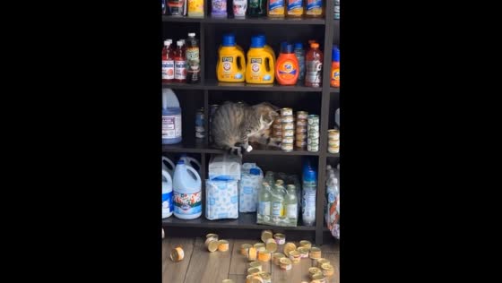 Deli cat Mimi takes charge: shelf-clearing cuteness at Manhattan bodega