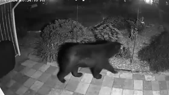 Security camera captures black bear outside New Jersey home