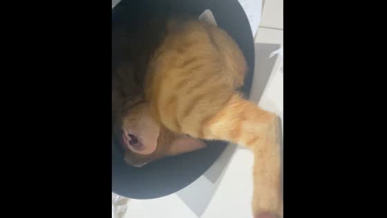 Cat sleeps in trash can in Cebu City