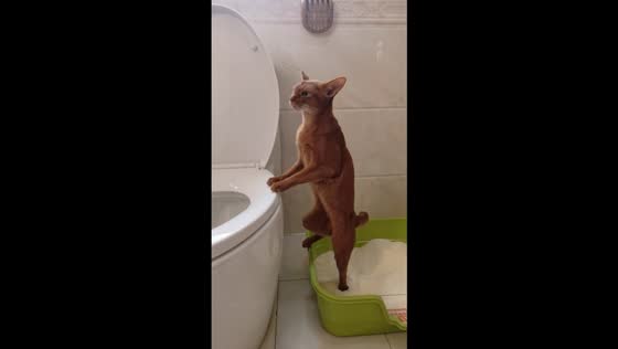 Abyssinian cat distracted while using litter box in San Jose, Antique, Philippines