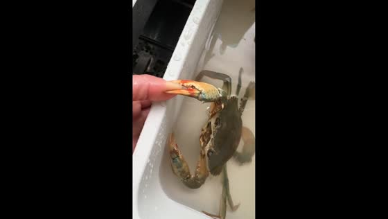 Crab clamps onto hand in tense moment in Zhejiang, China