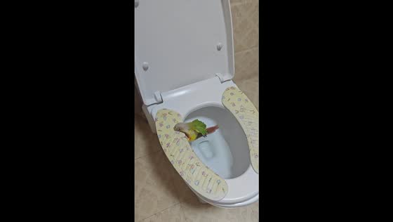 Green-cheeked parakeet uses toilet bowl in Beijing, China