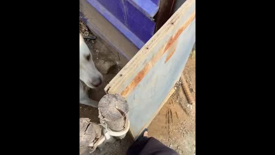Dog pushes gate open after owner quickly closes it in Hebei, China