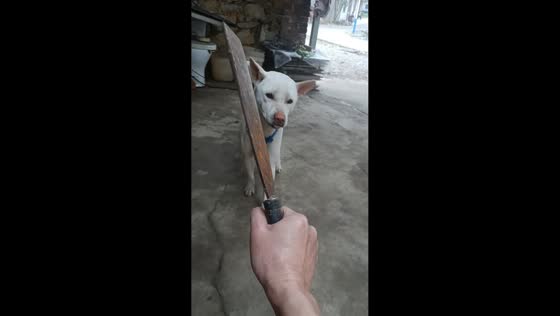 Dog playfully interacts with owner holding knife in Guangxi, China
