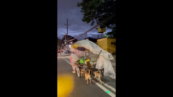 Elderly woman rides cart pulled by dogs in Marikina