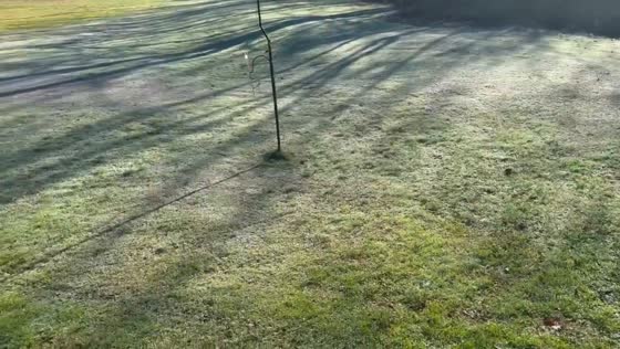 Frost on the grass in Gray, Kentucky, USA