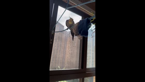 Playful cockatiel tosses socks from hanger in Sichuan, China