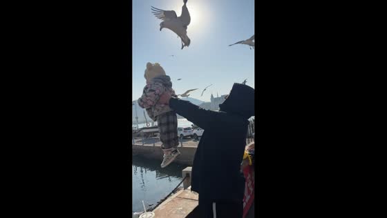 Father feeds seagulls using baby in Liaoning, China