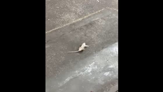 Rat rolls on the ground in France.