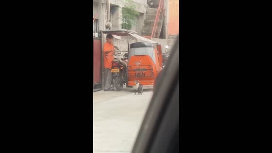 Bird repeatedly attacks cat on streets of Manila