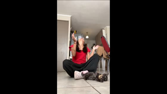 Cat flops dramatically after being set down in Santiago, Chile