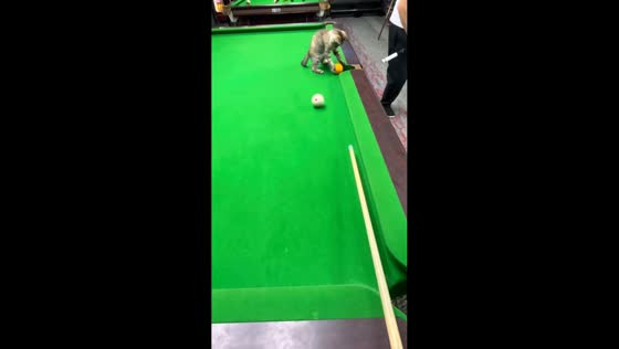 Cat master of the game at billiards table in Shandong, China