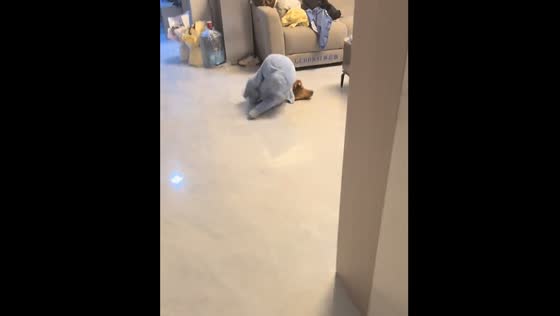 Dog in cloth trips and falls in funny video