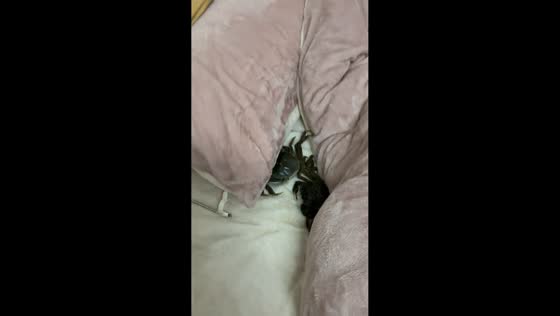 Crabs escape from steamer and crawl onto bed in Hubei, China