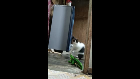 Cat startled by alligator doll in Demak, Java, Indonesia