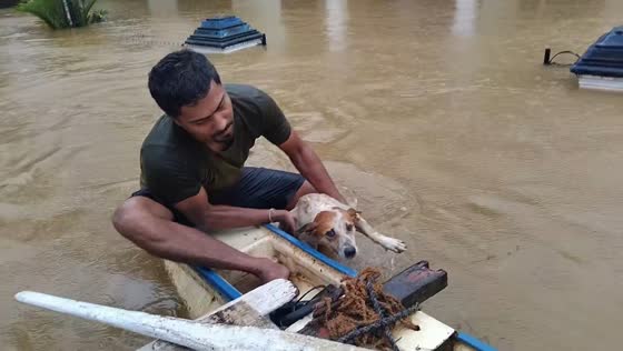 Men rescue stranded dog during severe flooding in Ratnapura, Sri Lanka