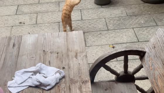 Rescued cat does funny “cart walk” in Jiangxi, China