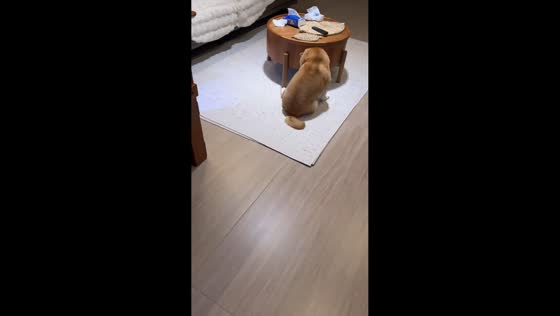 Shiba Inu spins and bumps into table in Shandong, China