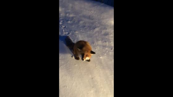 Wild fox struggles to walk on snowy road before accepting food in Novy Urengoy, Russia