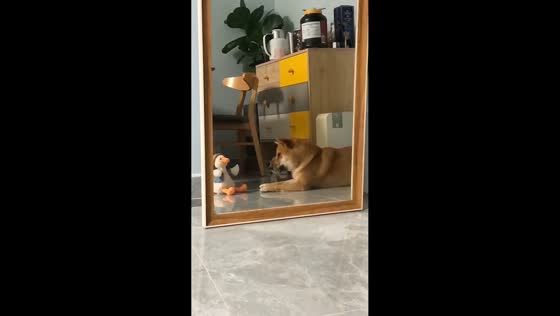 Dog reacts to talking toy in Guangdong, China