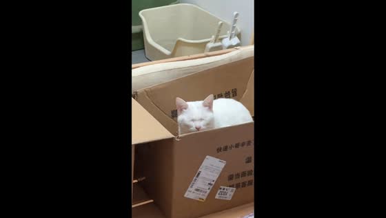 Cat reacts to lights turning on and off in Hubei, China