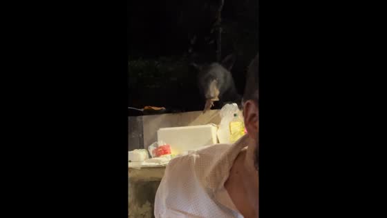 Black bear steals food in Ciudad de Allende, Mexico