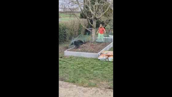 Dog repeatedly jumps into flower bed in Namur, Belgium