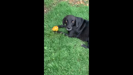 Dog startled eating mango in Acarigua